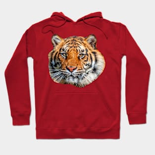 Face of Sumatran Tiger Hoodie